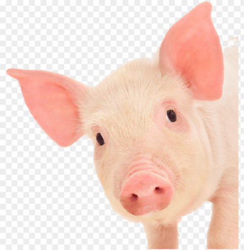 Ig Ears - Pig Face White Isolated Character With Transparent Background PNG