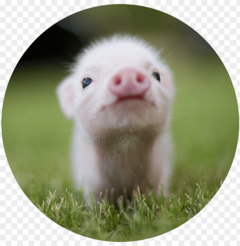 ig pink cute kawaii heart mud dirty pork oink animal - small cutest pi Clear PNG pictures comprehensive bundle