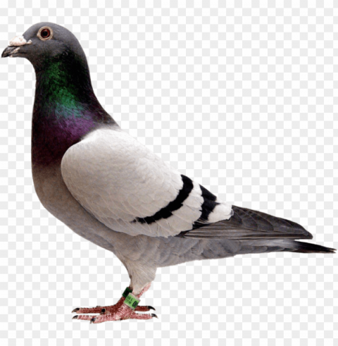 igeon - pigeon with transparent background PNG Isolated Object with Clarity