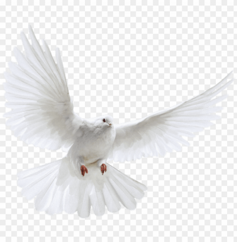 igeon free download - white pigeon flying Transparent PNG Isolated Subject