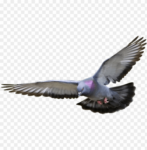 igeon png hd - pigeon No-background PNGs