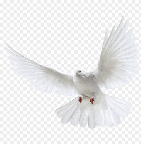 igeon images free pictures - pigeon PNG Isolated Illustration with Clarity