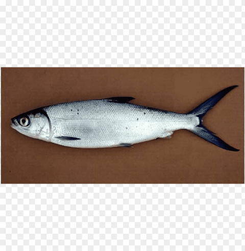 Ikan Bandeng Transparent Background PNG Images Comprehensive Collection