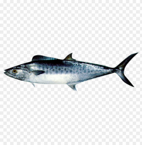 Ikan Transparent Cutout PNG Graphic Isolation