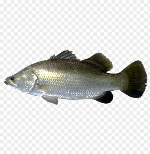 ikan Transparent design PNG