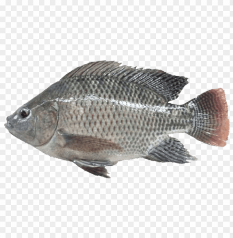 ikan png Transparent graphics