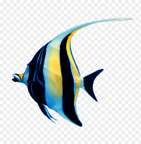 ikan Transparent graphics PNG