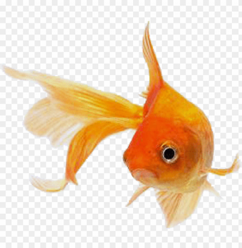 Ikan Transparent Picture PNG