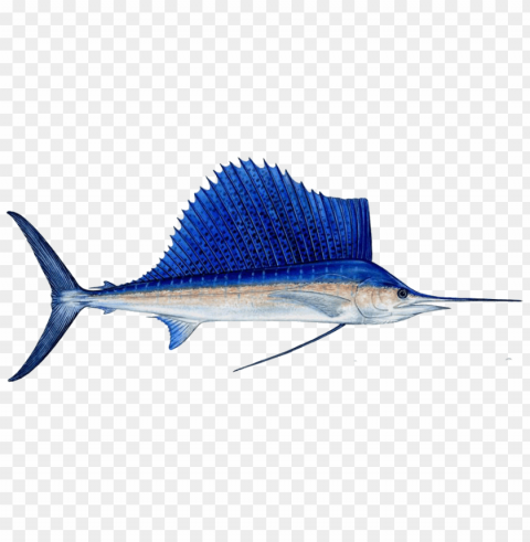 ikan Transparent PNG Artwork with Isolated Subject