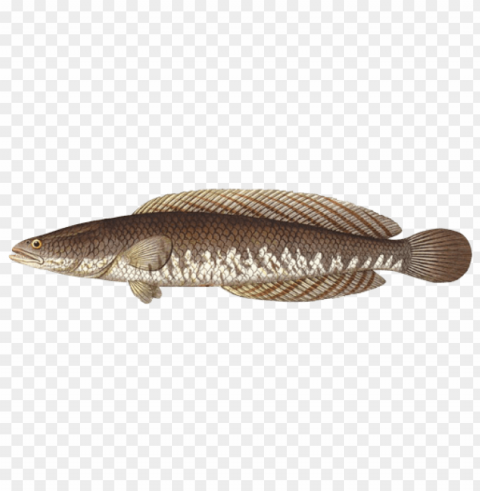 Ikan Transparent PNG Graphics Archive