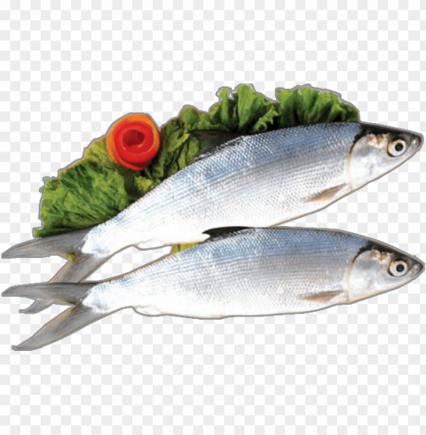 Ikan Transparent PNG Graphics Complete Archive