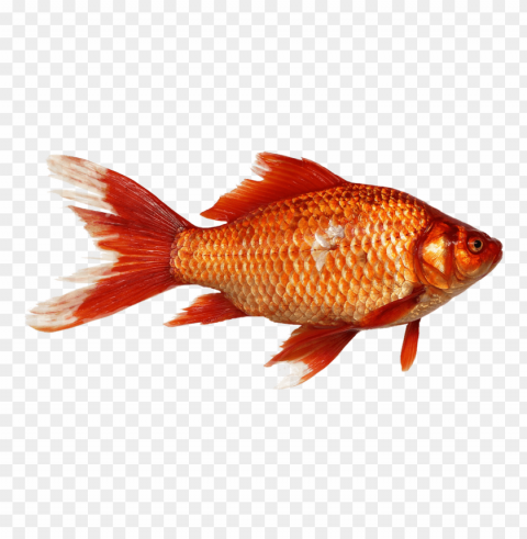 Ikan Transparent PNG Graphics Complete Collection