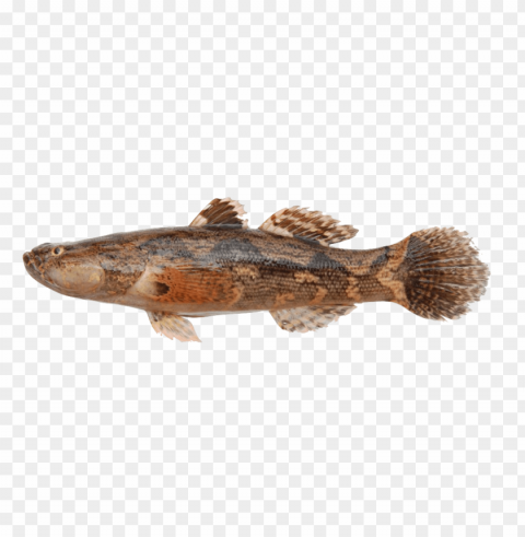 ikan Transparent PNG graphics library PNG transparent with Clear Background ID 229e0cbd