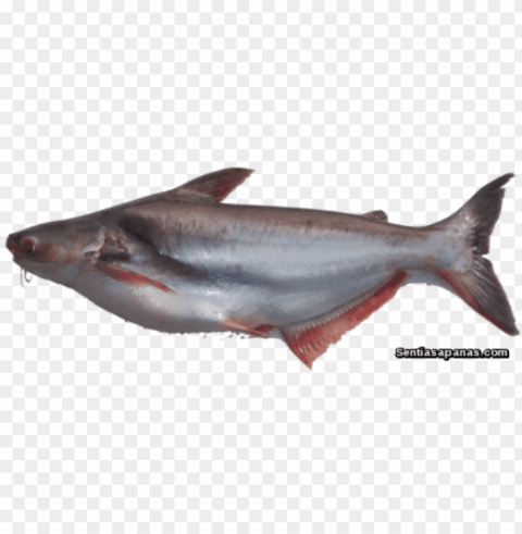 ikan Transparent PNG Illustration with Isolation PNG transparent with Clear Background ID 494dfbe4