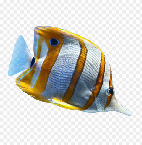 ikan Transparent PNG Image Isolation