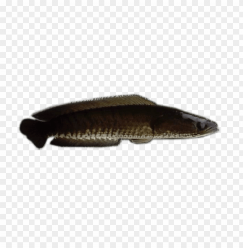 ikan Transparent PNG images extensive variety