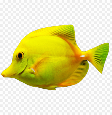 Ikan Transparent PNG Images For Design