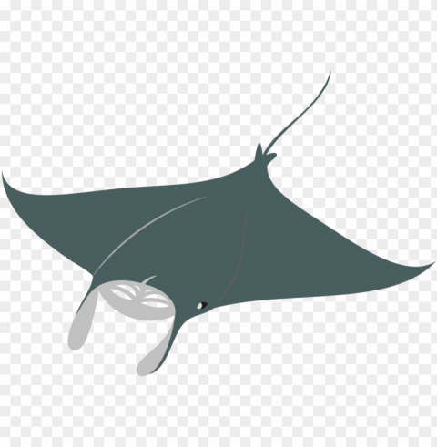 ikan Transparent PNG images for printing