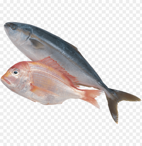 ikan Transparent PNG images free download