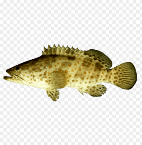 ikan Transparent PNG images wide assortment PNG transparent with Clear Background ID 5ed68ad4