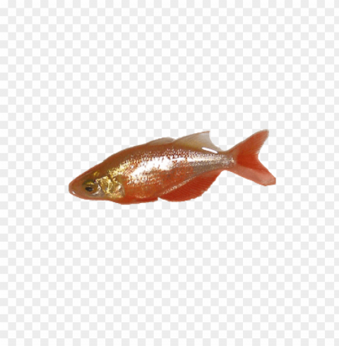 ikan Transparent PNG images with high resolution