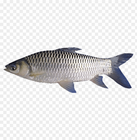 ikan Transparent PNG Isolated Artwork