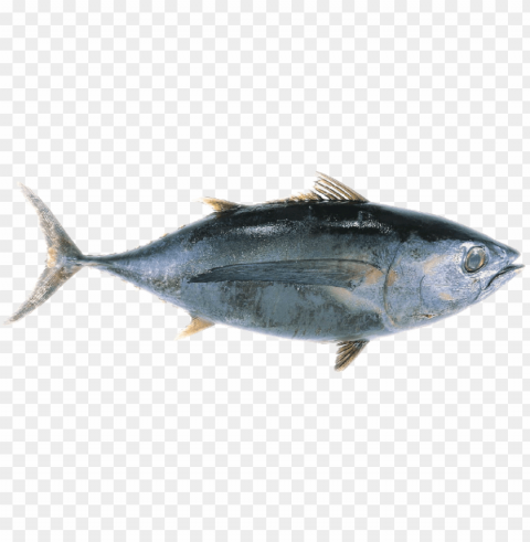 ikan Transparent PNG Isolated Design Element