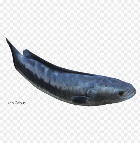 ikan Transparent PNG Isolated Graphic Design PNG transparent with Clear Background ID 7737ee41