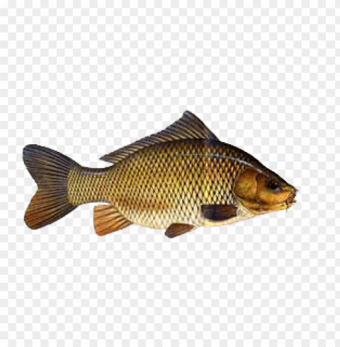 ikan PNG images for graphic design PNG transparent with Clear Background ID 2fbb3ed6