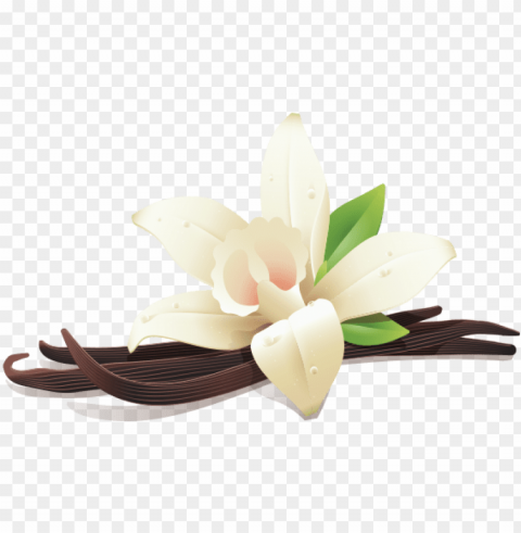 illustration of vanilla flower and three vanilla beans - vanilla Isolated Subject in Clear Transparent PNG