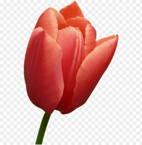image - mother's day tulips card Alpha channel PNGs
