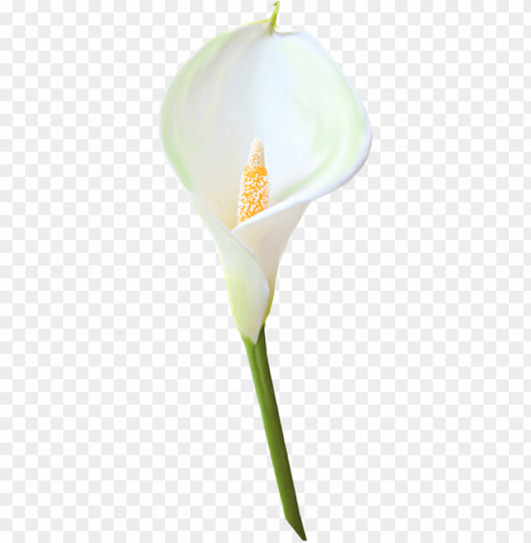 image of calla lily clipart - calla lily background Transparent PNG images for printing