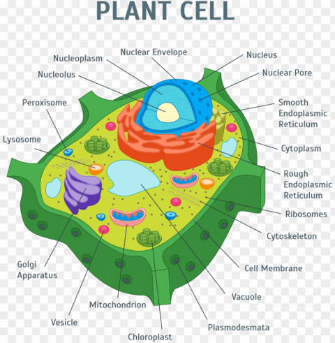 image of plant cell - anatomy of an plant cell PNG files with no backdrop pack