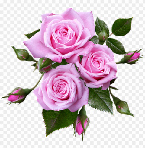 image result for musical notes pink roses transparent - pink roses transparent background PNG images with alpha channel diverse selection
