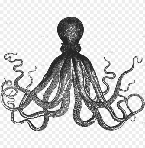 image oranges clipart octopus - kraken black and white PNG transparent graphics comprehensive assortment