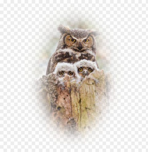 image6 22 - owl mother and baby PNG graphics with alpha transparency bundle