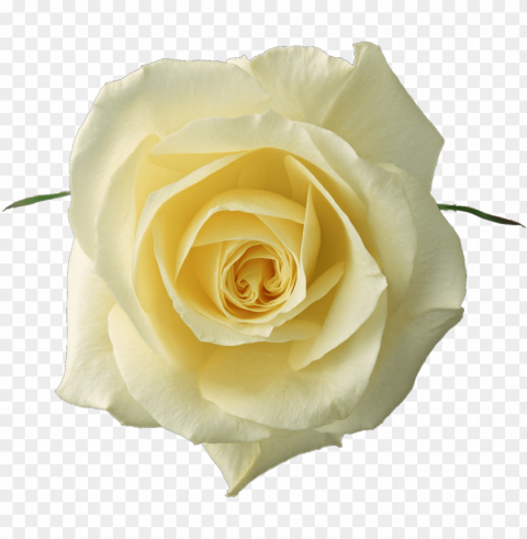 imágenes de flores variadas - white yellow roses Transparent PNG Isolated Illustrative Element