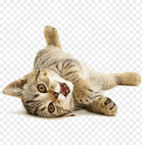 imagenes de gatos - transparent cute cat ClearCut Background Isolated PNG Design