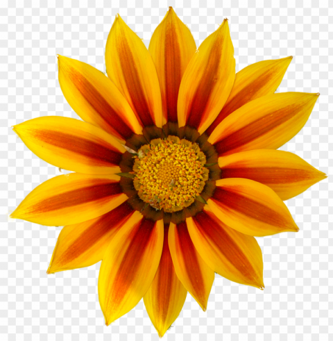 images for orange daisy - clip art Isolated Artwork on Clear Background PNG