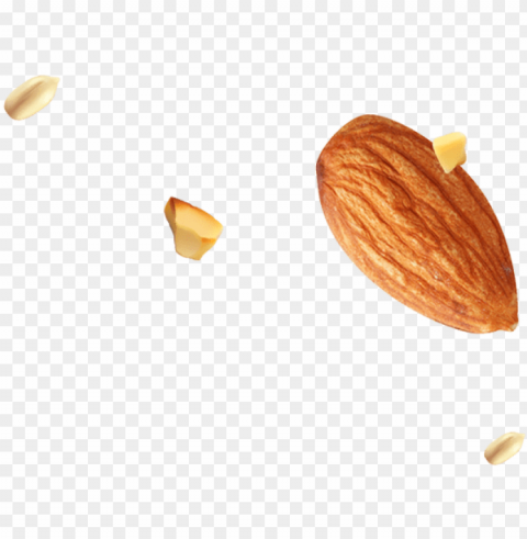 imgfooteralmond seed - almond PNG with no cost