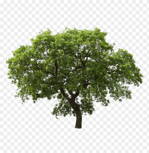 immagini alberi Transparent PNG Isolated Object