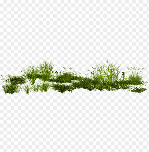 imp rendering photoscape creative green grass - tall grass Transparent PNG Artwork with Isolated Subject