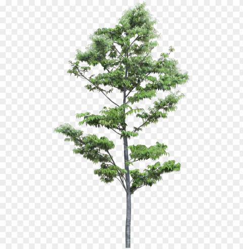 in by ar - pond pine PNG images with alpha transparency wide selection