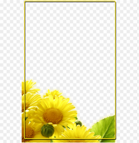 in by marina díaz on fondos para presentaciones - daisy yellow Isolated PNG on Transparent Background
