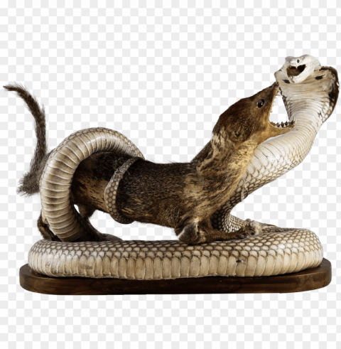 In By Swanky Monkey On Desirable Goods - Mongoose HighQuality Transparent PNG Isolated Graphic Element