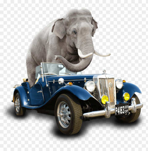 indian elephant PNG format with no background