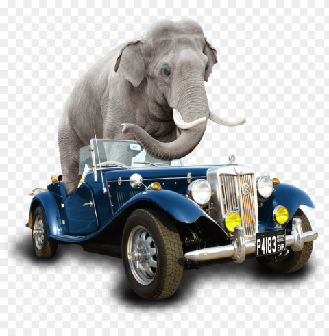 Indian Elephant PNG Format With No Background