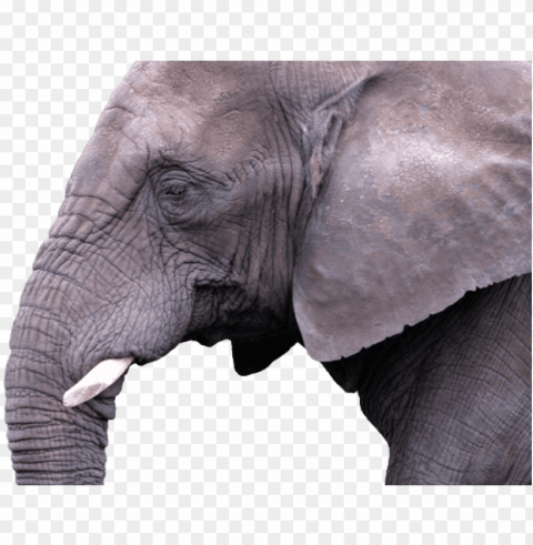 indian elephant PNG free download transparent background