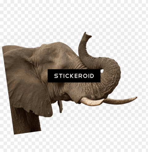indian elephant PNG Image Isolated with Transparent Clarity