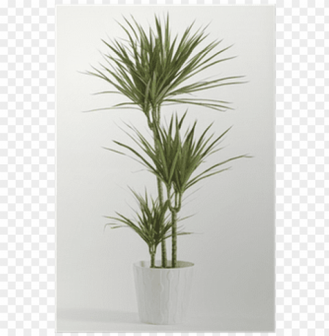 indoor plant pictures with names PNG images with alpha transparency selection